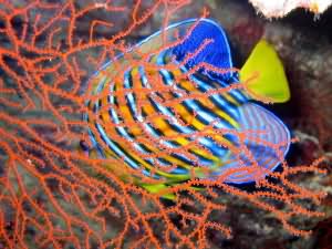 Regal angelfish