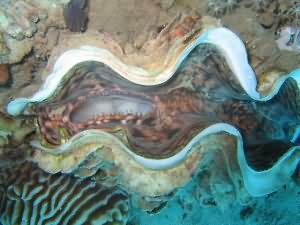 Giant clam