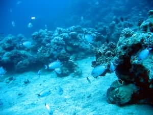 Damselfish