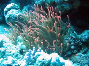 Fluorescent anenome