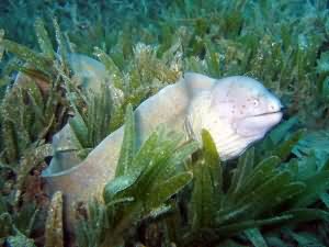 Gray moray eel