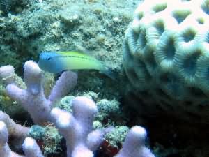 Blenny