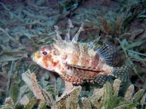 Short finned lion fish
