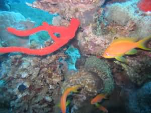 Red sponge and Anthias