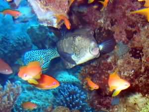 Box fish