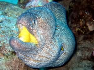 Yellowmouth moray