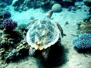 Hawksbill turtle