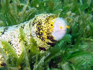 Snowflake moray eel
