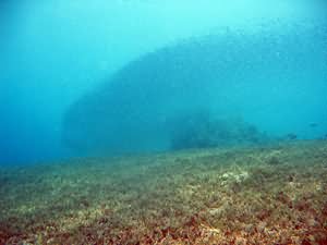 Shoaling fry around pinnacle
