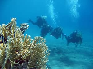 Start of the reef
