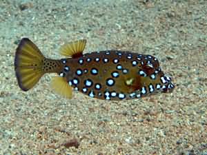 Box fish