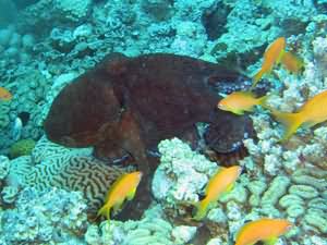 Octopus