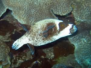 Masked puffer fish
