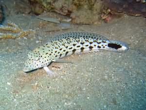 Sand perch