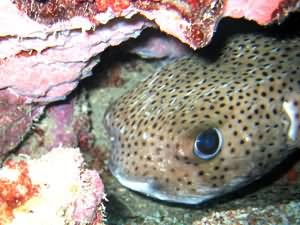 Toad fish
