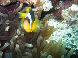 Clown fish