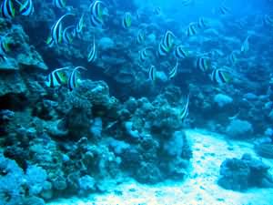 Pennant fish