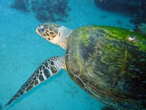 Barney the turtle