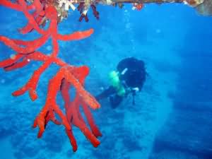 Red Sponge
