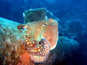 Octopus