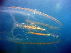 Comb jelly