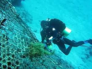 Tec diver