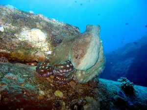 Octopus
