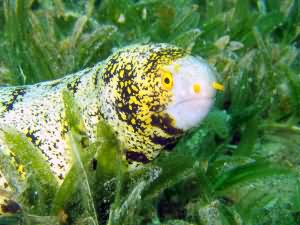 Snowflake moray