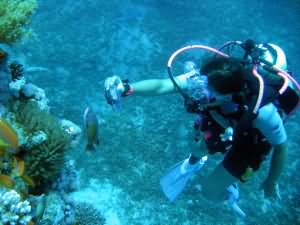 Underwater Photographer