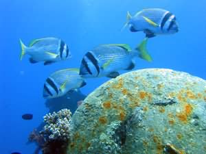 Yellow bar bream