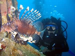 Lion fish
