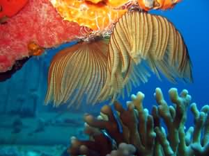 Feather worms
