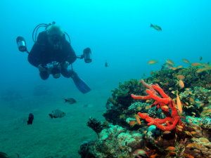 Nice cabbage coral