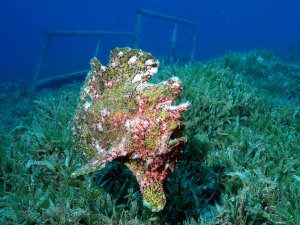 Frogfish
