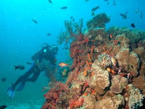 Lots of red soft corals