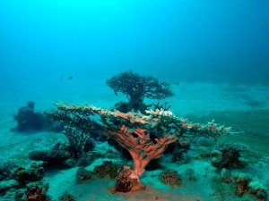 Table corals