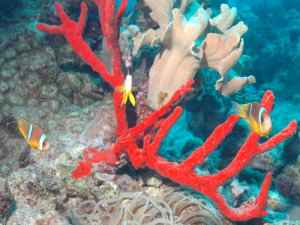 Triage of anenome fish