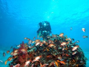 Diver over pinnacle