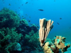 Green soft corals and tube sponges