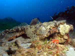 Crocodile fish