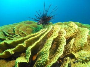 Lion fish over cabbage coral