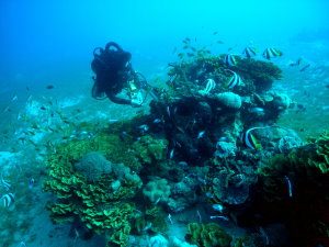 Rebreather diver approaches a bommie