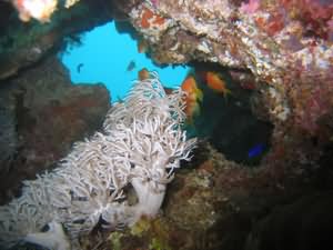 Coral hole