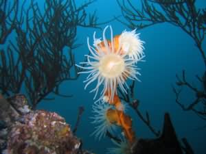 Sun anenomes