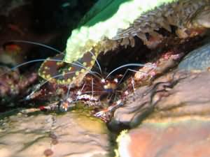 Banded coral shrimp