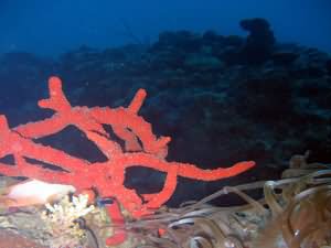 Fire sponge
