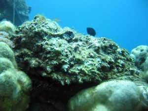 Stonefish