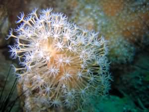 Polyps feeding