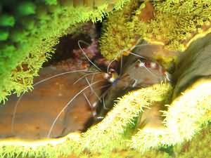 Shrimp in lettuce coral