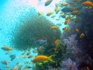 Fish ball by pinnacle